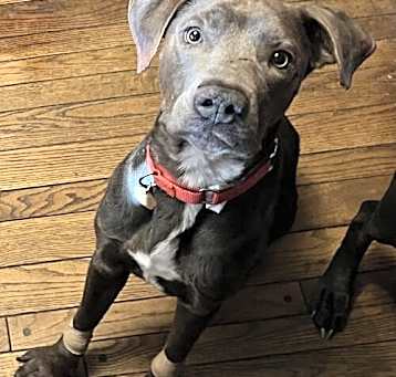 Photo of Fudge