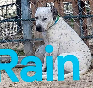 Photo of Rain