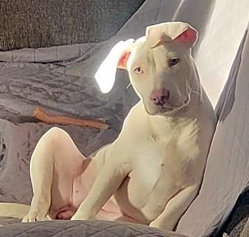 Photo of Lavender aka Minnie