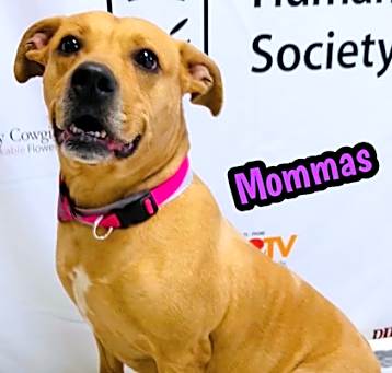 Photo of Mommas