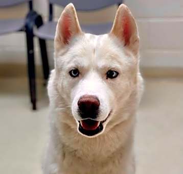 Photo of 45927- Raiden