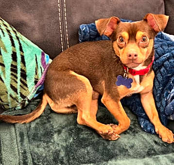 Photo of Cosmo