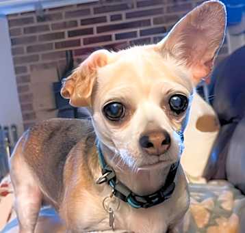 Photo of Poptart