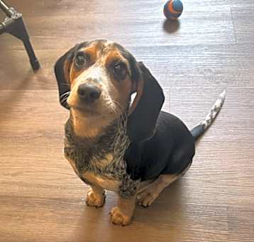 Photo of Belle