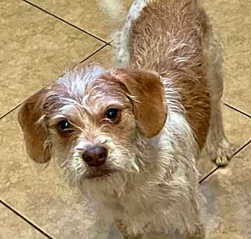 Photo of Cricket