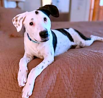 Photo of Spot