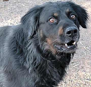 Photo of Oso
