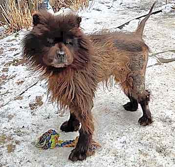 Photo of Adopted! Chance