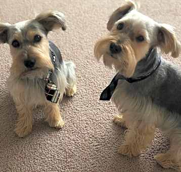 Photo of Kash and Kobe (2 dogs)
