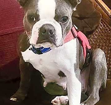Photo of Abby