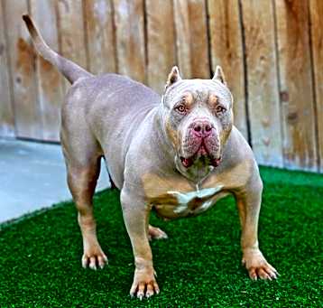 Photo of Phoenix 2 bully