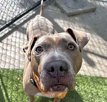 Photo of DIXIE
