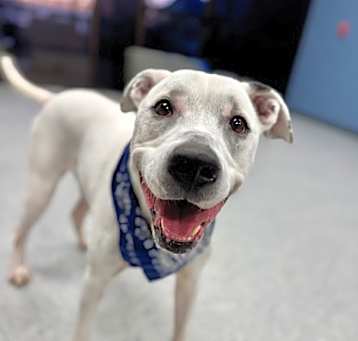Photo of Ziggy (Foster)
