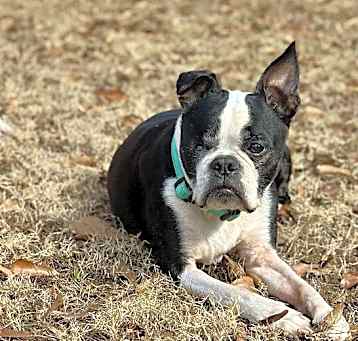Photo of Zander