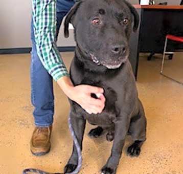 Photo of Apollo