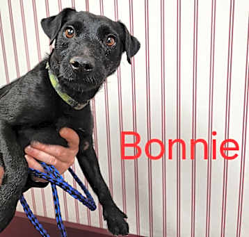 Photo of Bonnie