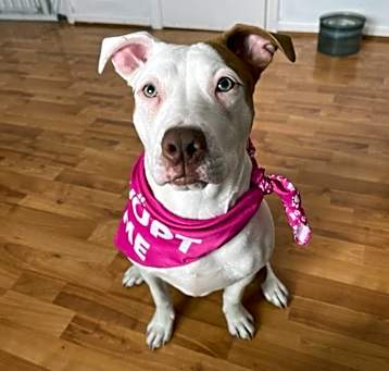 Photo of Scrunchie