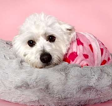 Photo of Skittles