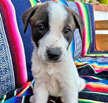 Photo of Mustang