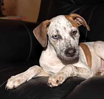 Photo of Loki