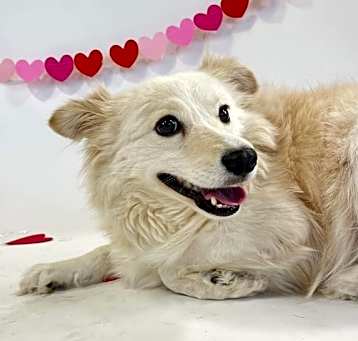 Photo of Daphne