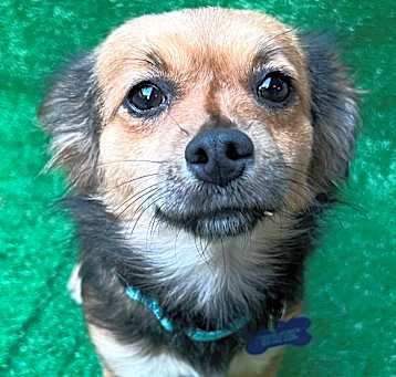 Photo of Annie