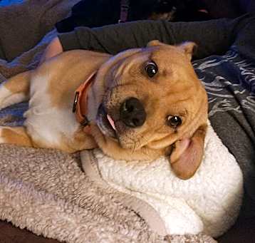Photo of Buddy