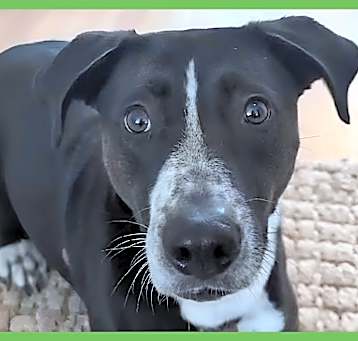 Photo of Willow
