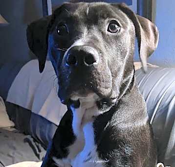 Photo of Whiskey