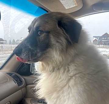 Photo of Sully