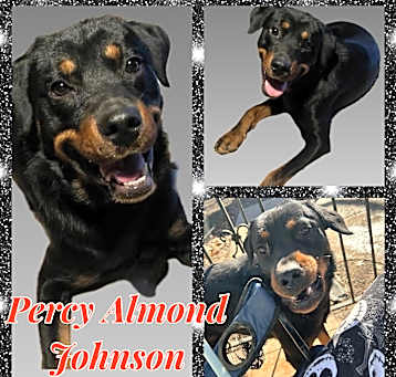 Photo of Percy Almond Johnson