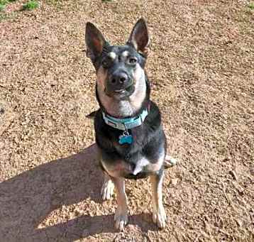 Photo of Diesel