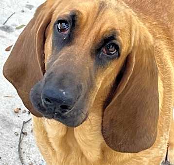 Photo of Casanova fostered in Georgia