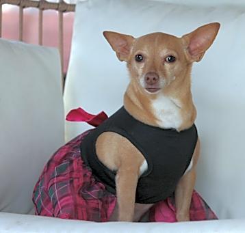 Photo of Daisy