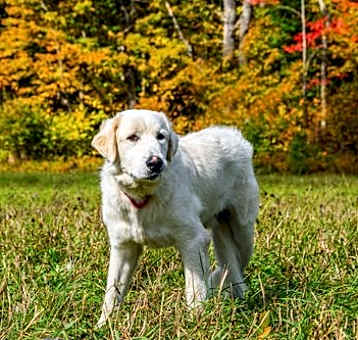 Photo of Roscoe-sweet boy