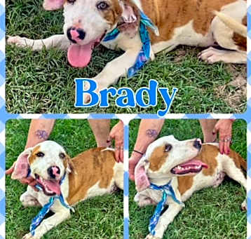 Photo of Brady