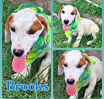 Photo of Brooks