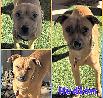 Photo of Hudson