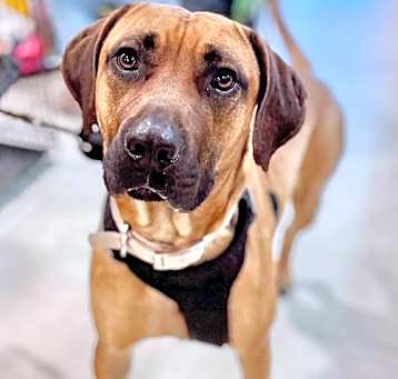 Photo of Buck
