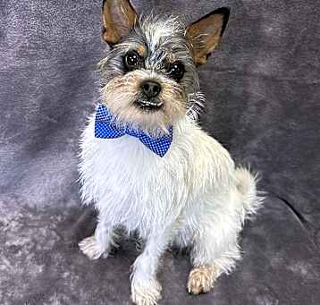 Photo of Doogie