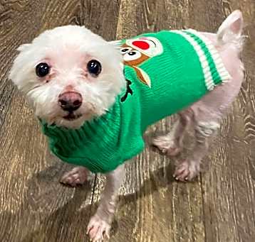 Photo of Elf