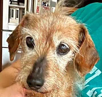 Photo of Lola