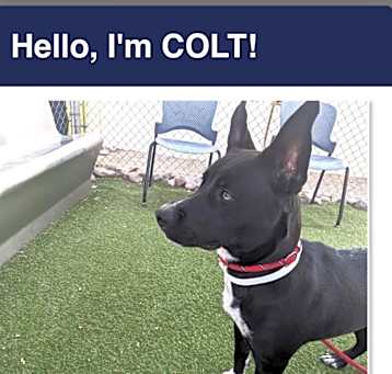 Photo of Colt