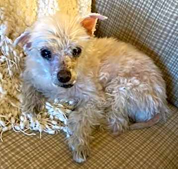 Photo of Snowflake