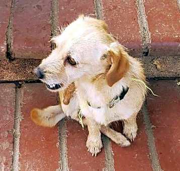 Photo of BRANDY