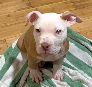 Photo of Neptune (puppy)