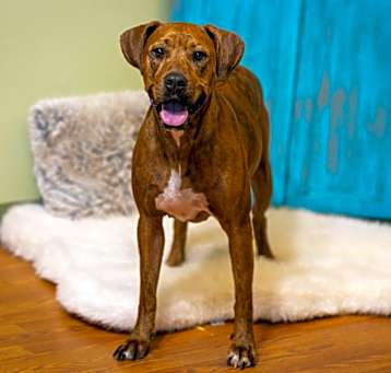 Photo of Penny