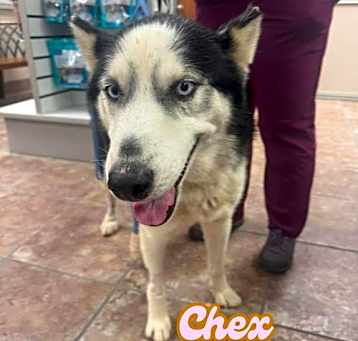 Photo of Chex *Foster Needed*