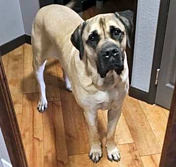 Photo of Winston