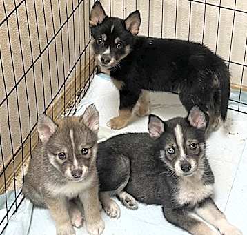 Photo of FLUFFY BABY BOYS